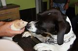 CHIEN ET RAT 025